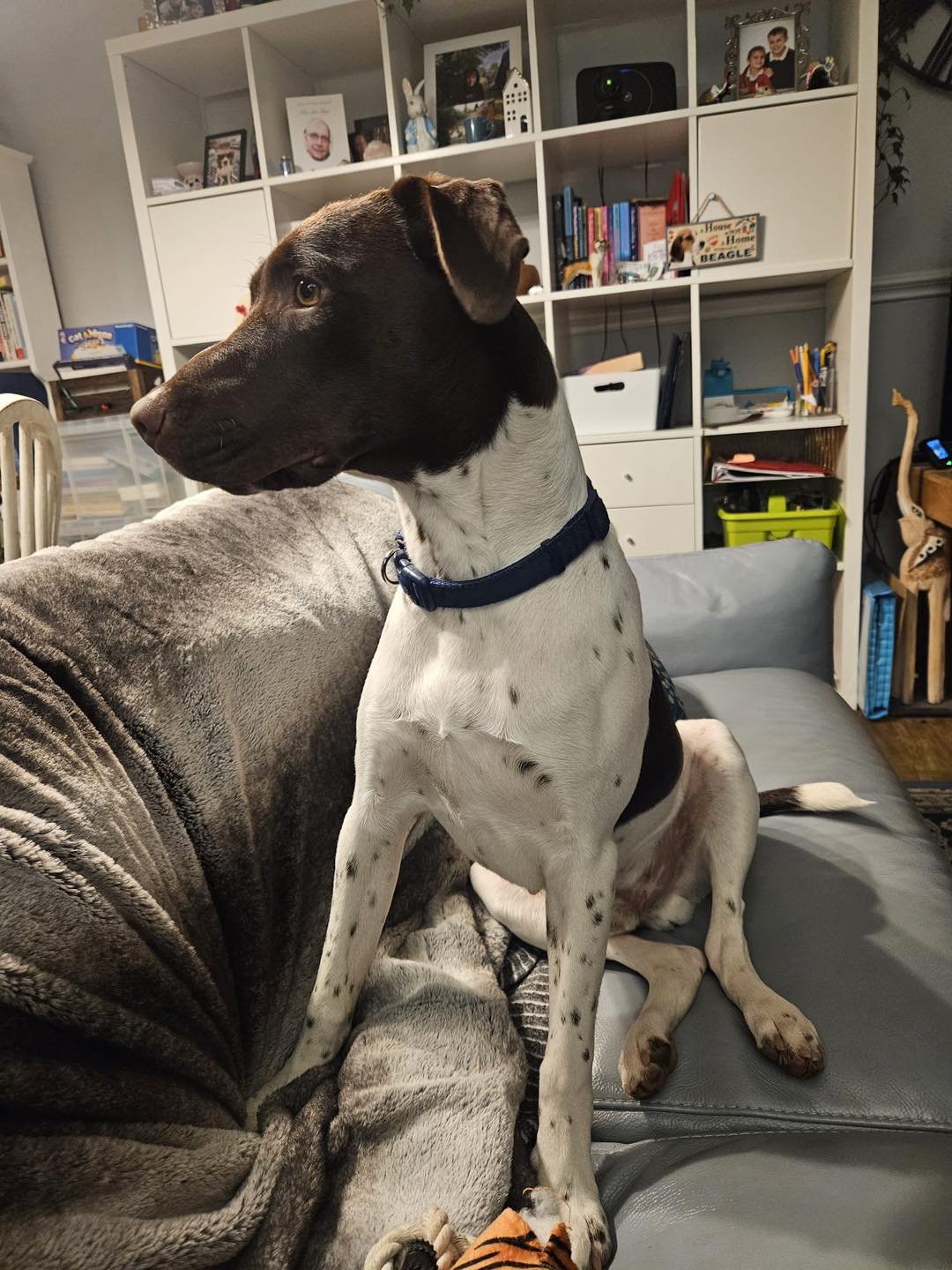 Dog Rolo on the sofa Image of Rolo, a 9-10 months old Springer Spaniel x Patterdale, sitting on the sofa. Looking for a foster or forever home through Leash of Life.