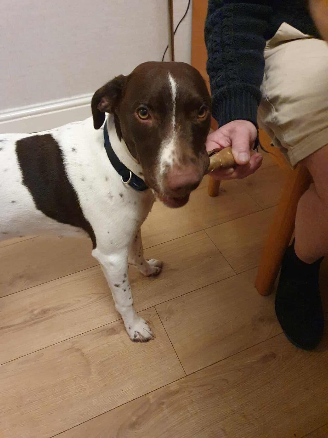 Dog Rolo Springer Spaniel x Patterdale Image of Rolo, a 9-10 months old Springer Spaniel x Patterdale. Looking for a foster or forever home through Leash of Life.