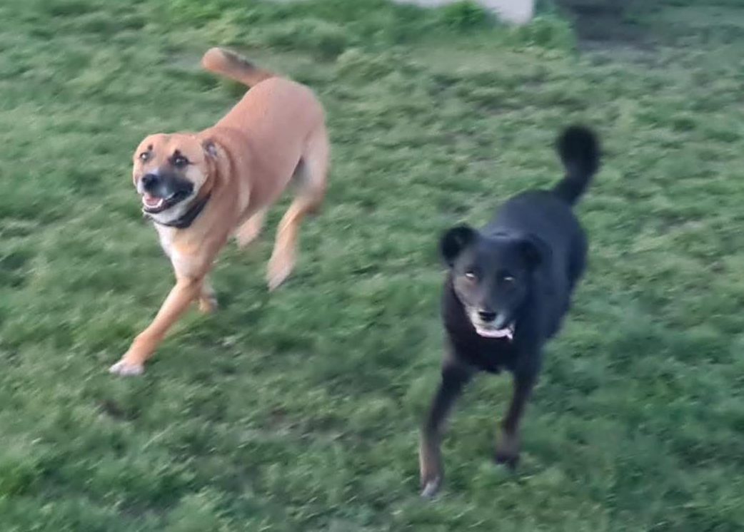 Dog Rusty and friend Image of Rusty, a 2-year-old, Collie-size dog (left) with friend. Looking for his foster or forever home through Leash of Life.