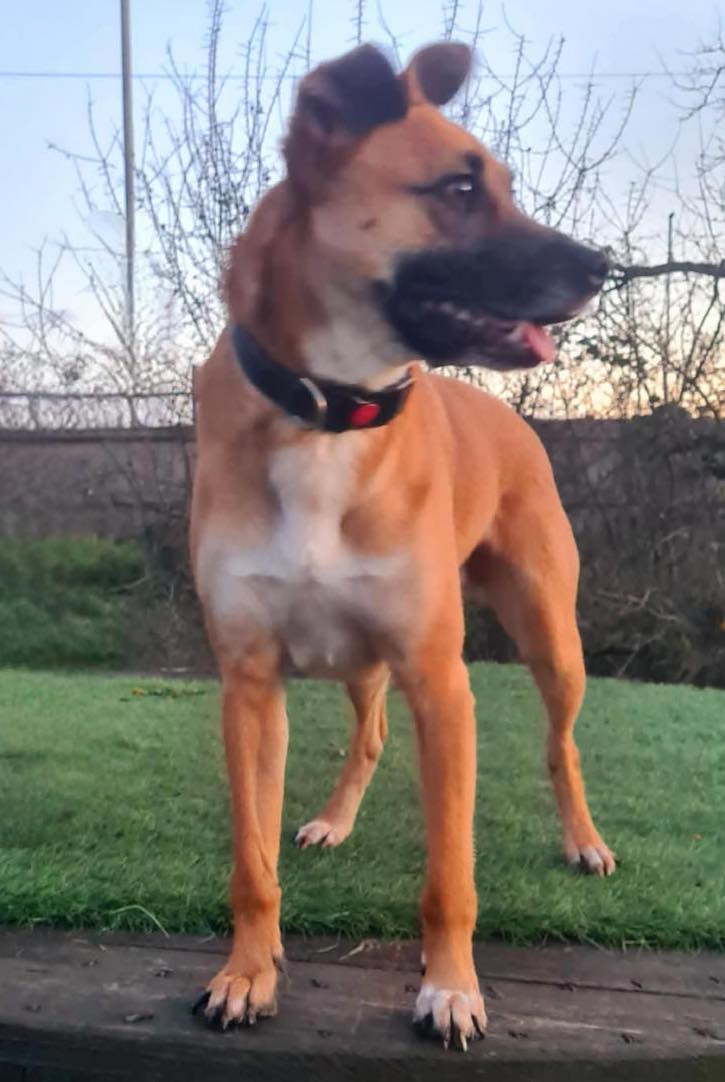 Dog Rusty handsome boy Image of Rusty, a 2-year-old, Collie-size dog in the garden. Looking for his foster or forever home through Leash of Life.