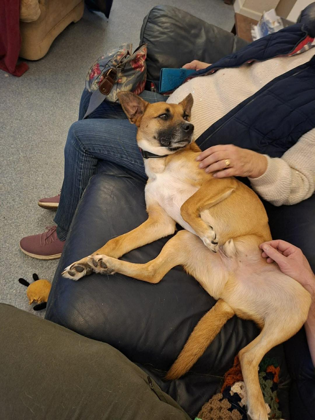 Dog Rusty having a cuddle Image of Rusty, a 2-year-old, Collie-size dog having a cuddle. Looking for his foster or forever home through Leash of Life.
