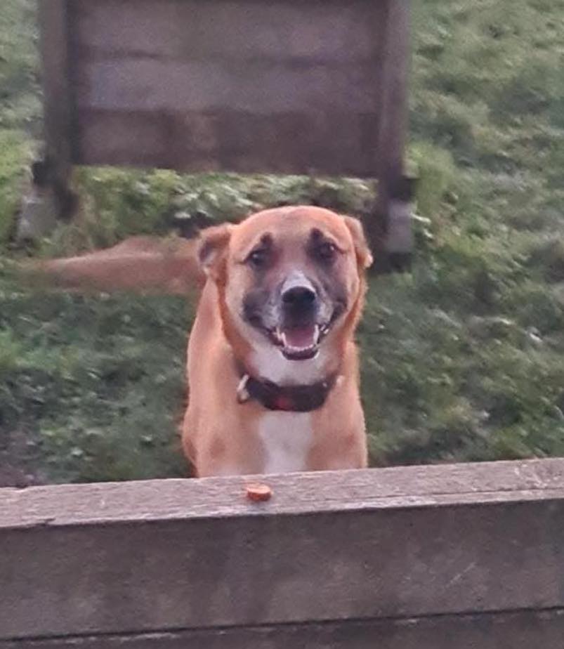 Dog Rusty in an obstacle course Image of Rusty, a 2-year-old, Collie-size dog in an obstacle course. Looking for his foster or forever home through Leash of Life.
