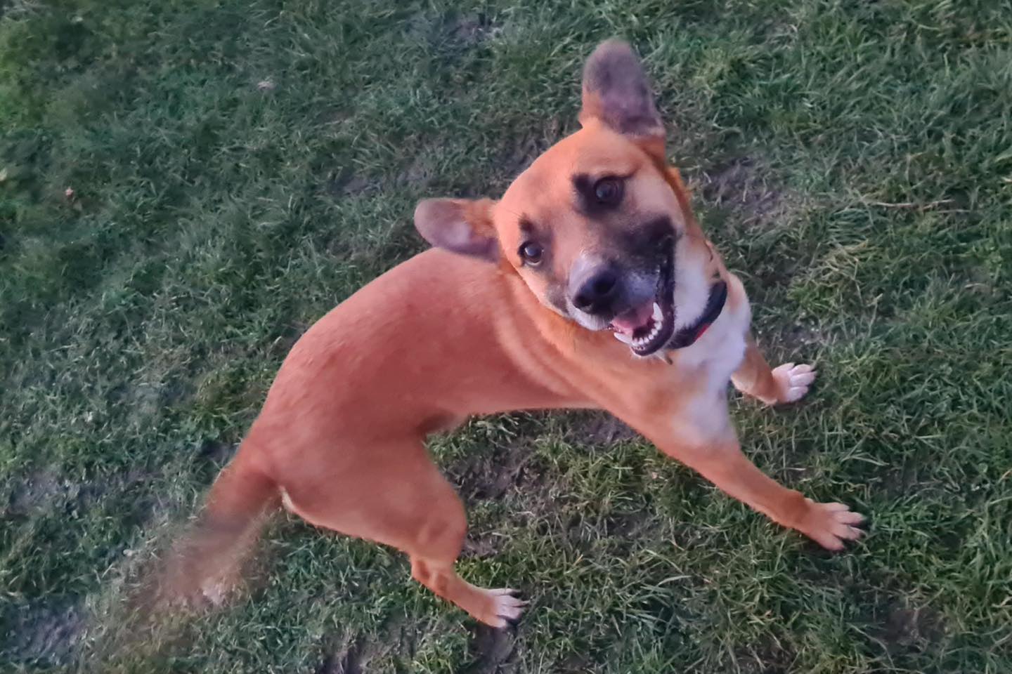 Dog Rusty on grass Image of Rusty, a 2-year-old, Collie-size dog. Looking for his foster or forever home through Leash of Life.