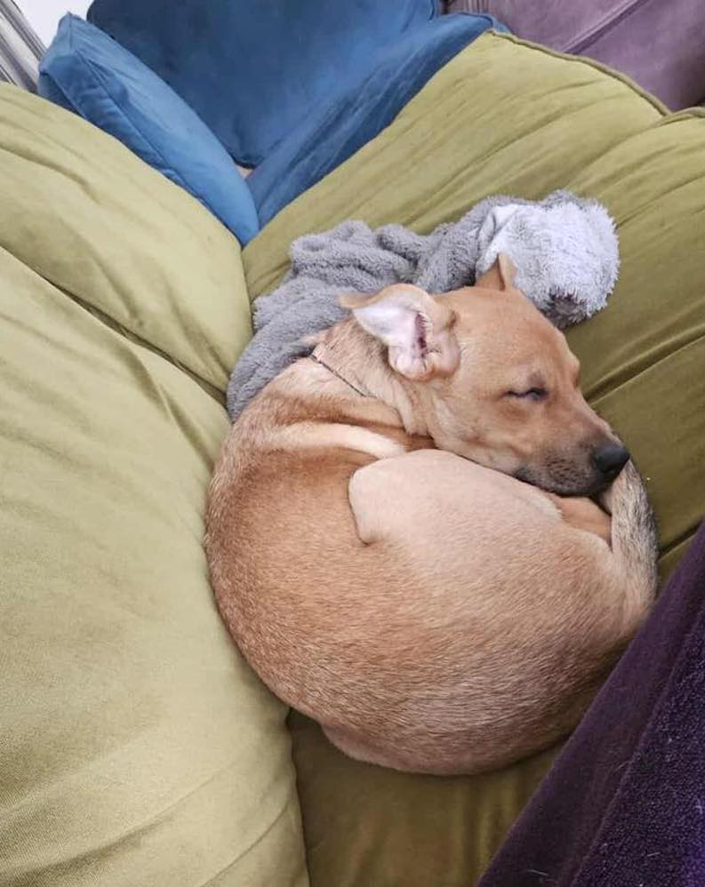 Image of Carly, a 7-month-old medium sized female dog, curled up on a sofa. Looking for her foster or forever home through Leash of Life.