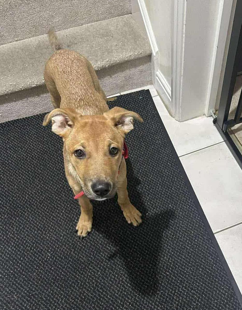 Image of Carly, a 7-month-old medium sized female dog. Looking for her foster or forever home through Leash of Life.