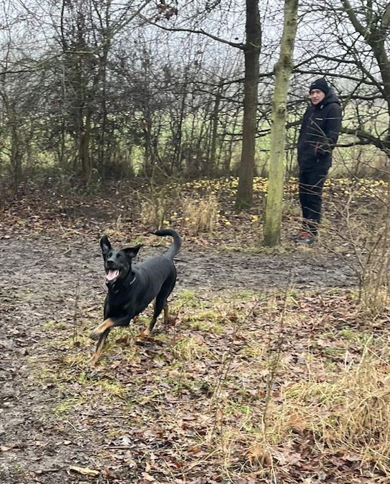 Lily running after a stick Image of Lily, a 5 year old German Shepherd mix Doberman, running after a stick. Looking for her forever home through Leash of Life.