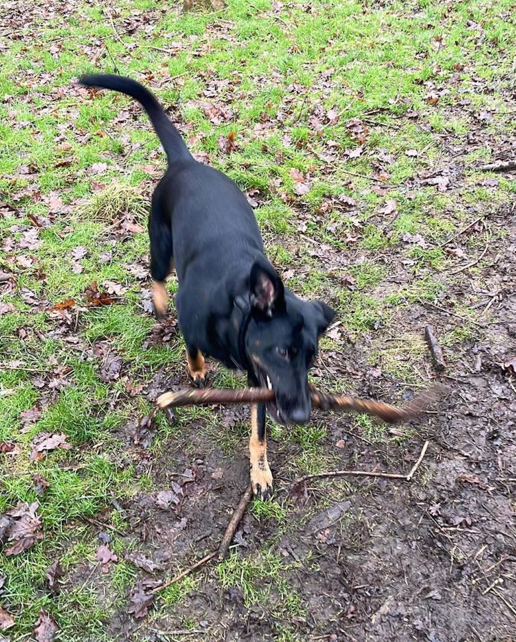 Lily with a stick Image of Lily, a 5 year old German Shepherd mix Doberman, with a stick. Looking for her forever home through Leash of Life.