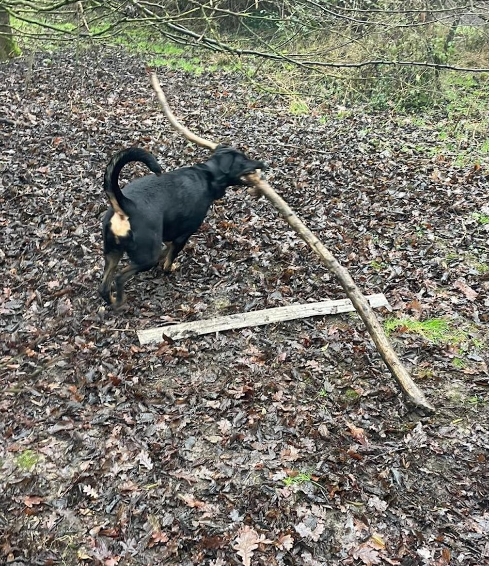 Lily with a very large stick Image of Lily, a 5 year old German Shepherd mix Doberman, with a very big stick. Looking for her forever home through Leash of Life.