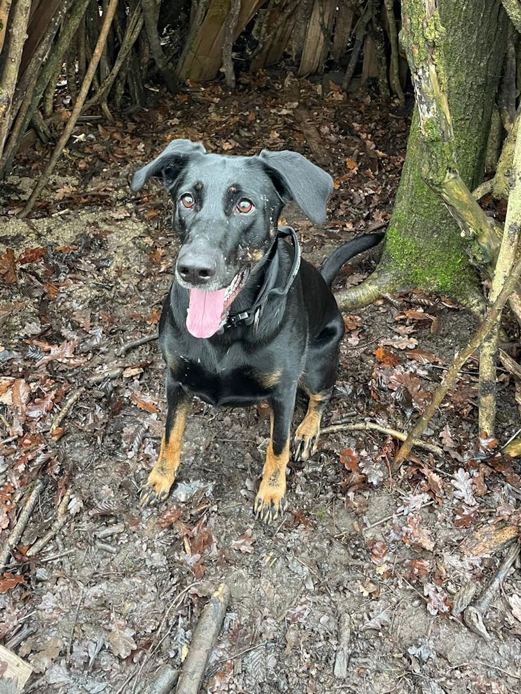 Lily 5 year old German Shepherd mix Doberman Image of Lily, a 5 year old German Shepherd mix Doberman. Looking for her forever home through Leash of Life.