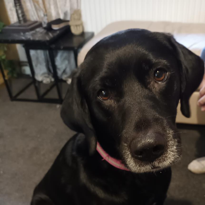 Image of Lola, 5-6 year old Lab x Vizla. Looking for her forever home through Leash of Life.