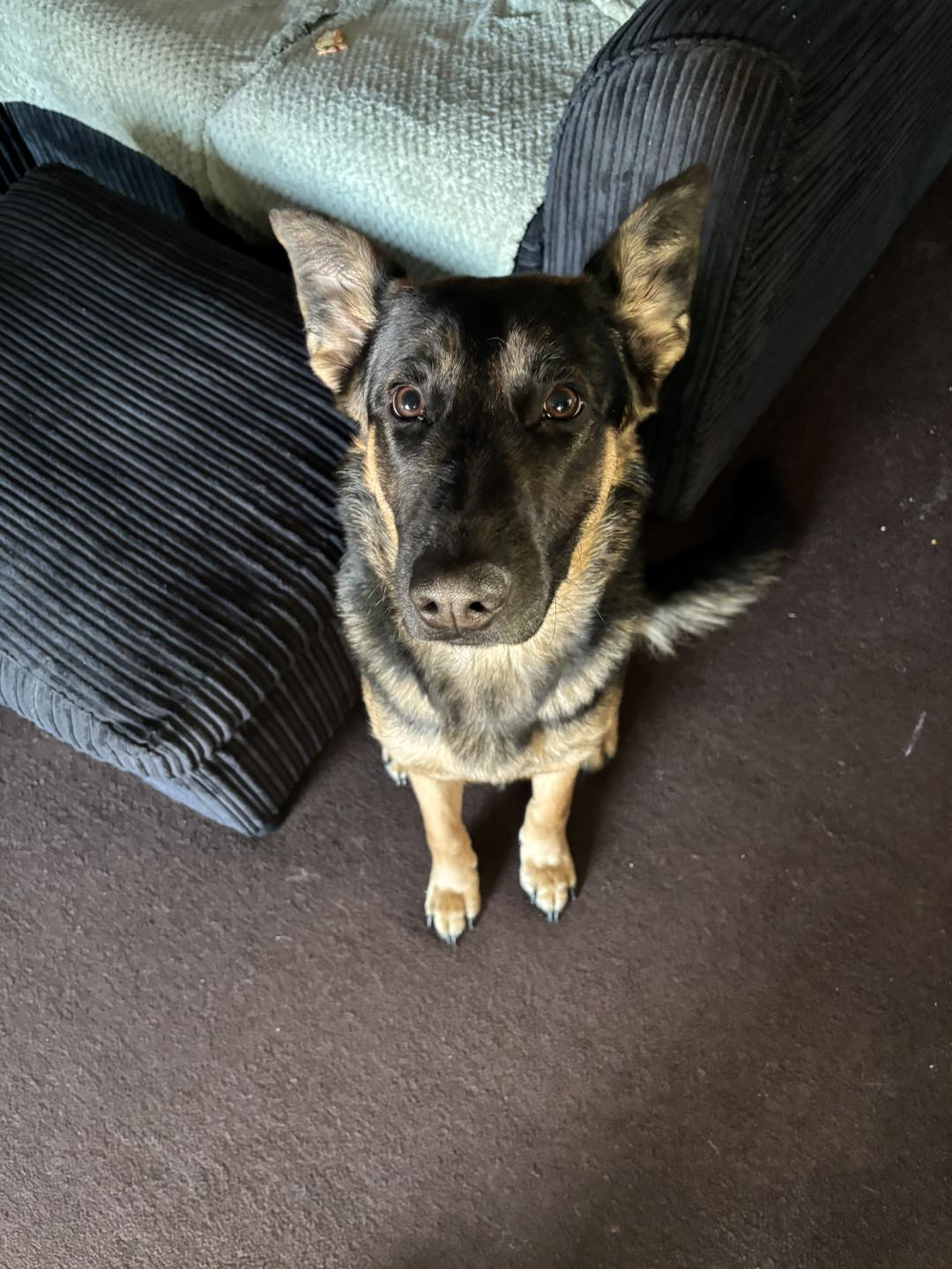 Image of Lulu, 9 months old female pup, on a brown carpet. Looking for her forever home through Leash of Life.