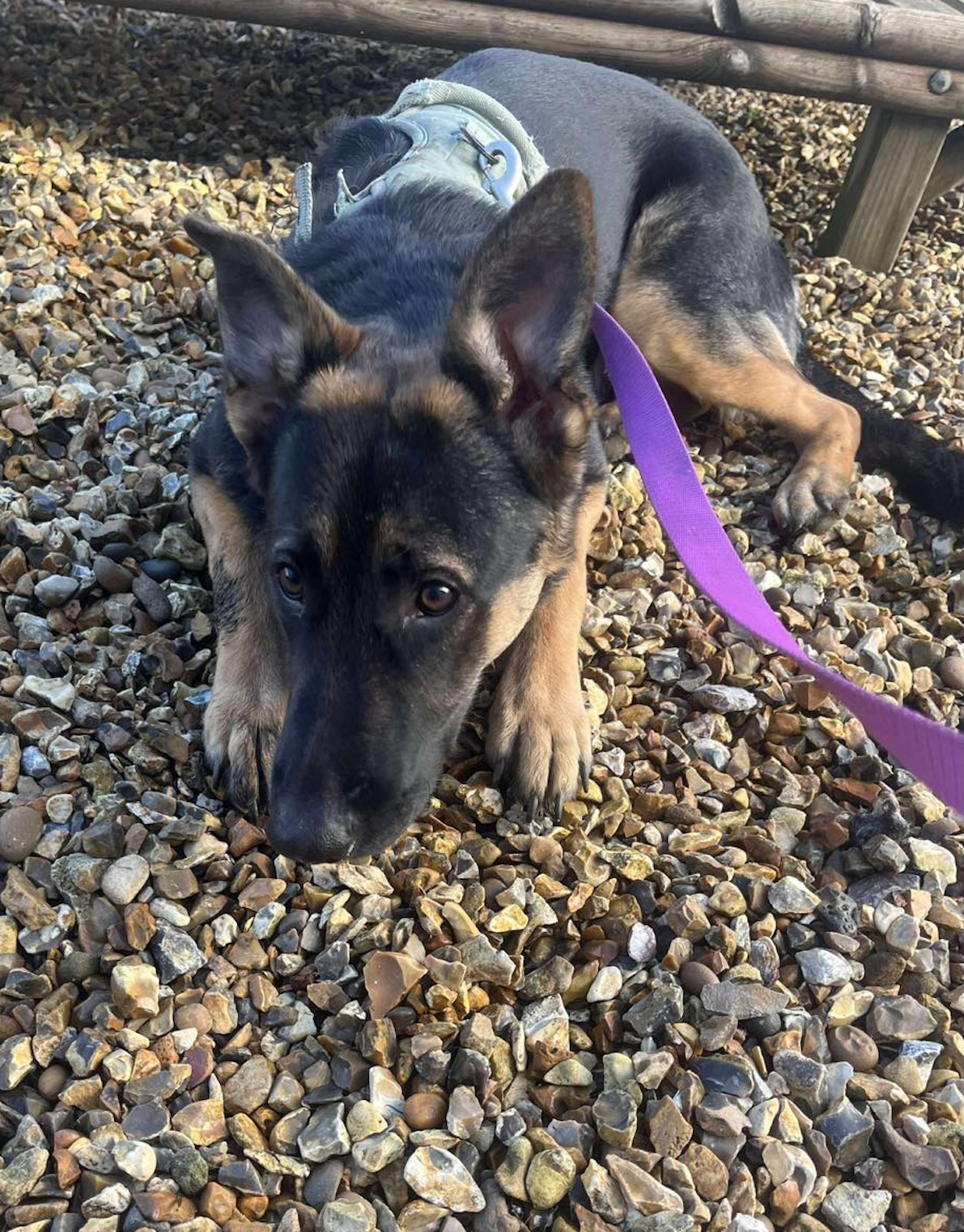 Image of Lulu, 9 months old female pup, lying outside on gravel. Looking for her forever home through Leash of Life.