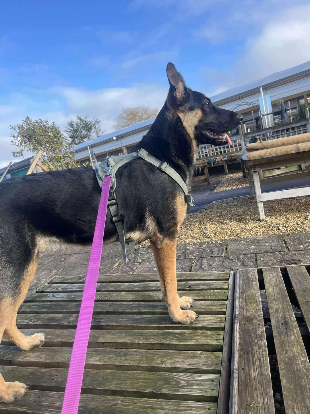 Image of Lulu, 9 months old female pup, outside in her harness. Looking for her forever home through Leash of Life.