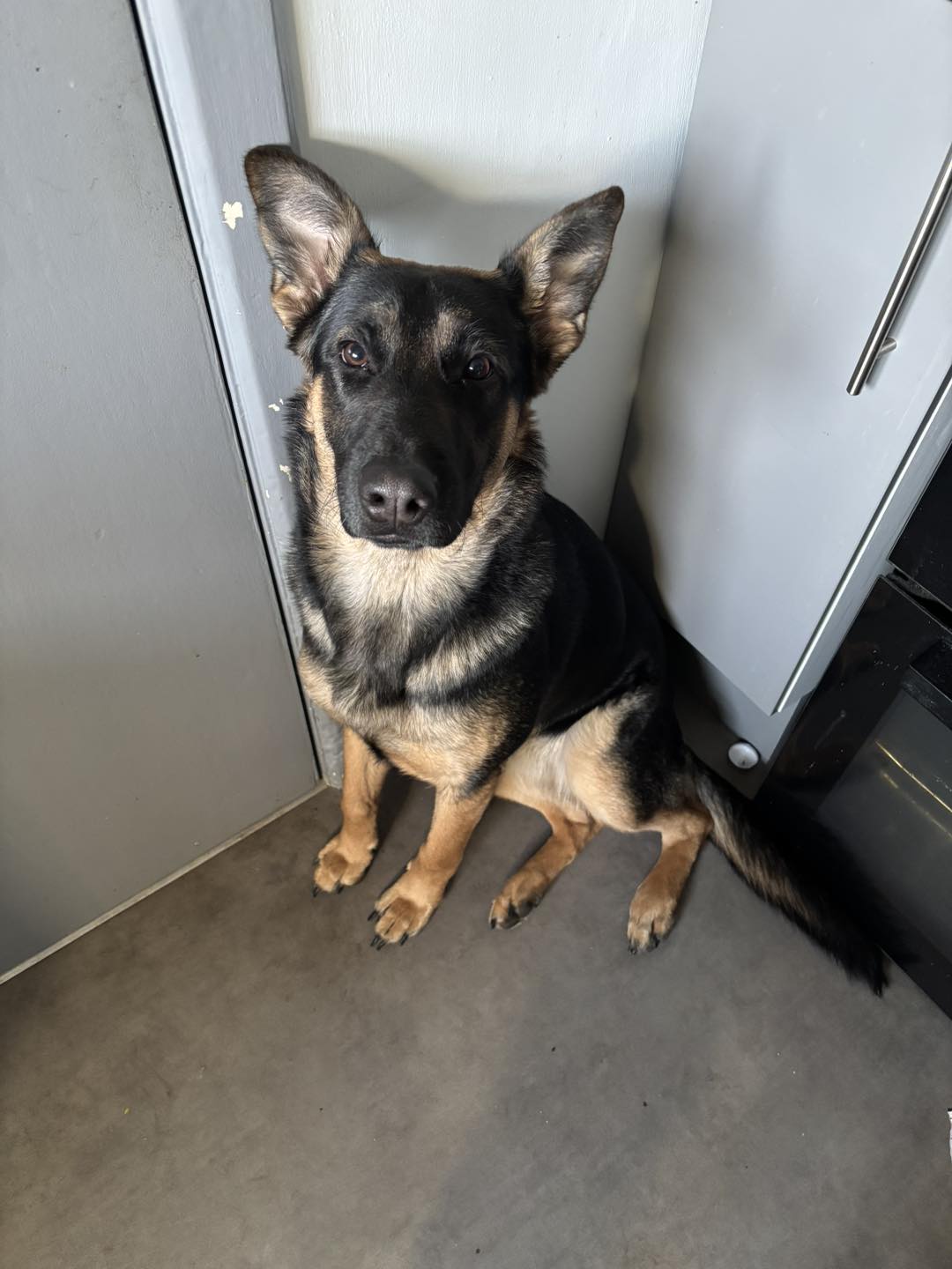 Image of Lulu, 9 months old female pup. Looking for her forever home through Leash of Life.