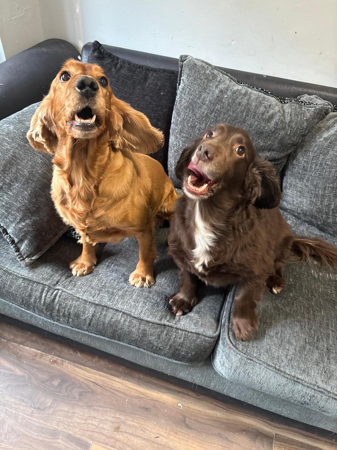 Image of Molly and Lady, 9 year-old spaniels on a grey sofa. Looking for their foster or forever home through Leash of Life.