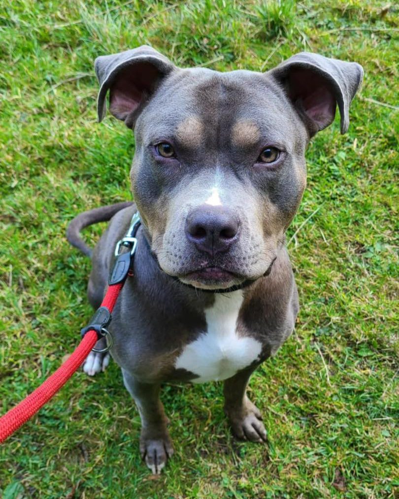 Image of Rocco, a 3-year-old bull breed dog. Looking for his foster or forever home through Leash of Life.