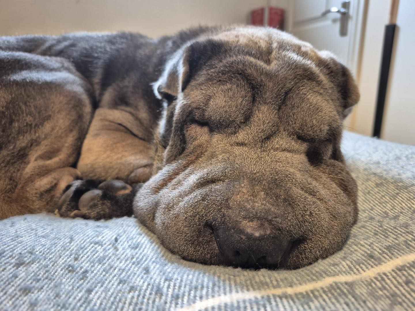 Image of Zeus, a 4 year old Sharpei. Looking for his foster or forever home through Leash of Life.