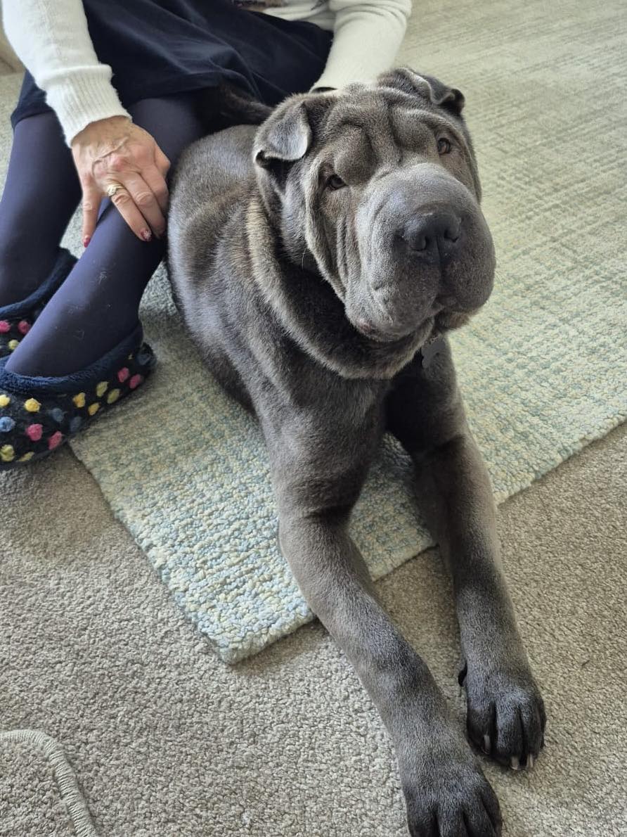 Image of Zeus, a 4 year old Sharpei. lying on the floor. Looking for his foster or forever home through Leash of Life.