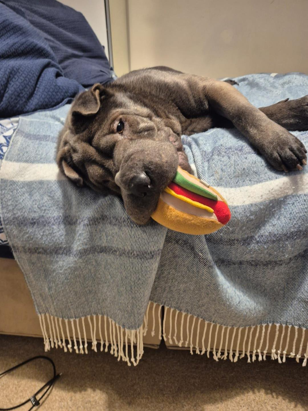 Image of Zeus, a 4 year old Sharpei. playing on a bed. Looking for his foster or forever home through Leash of Life.