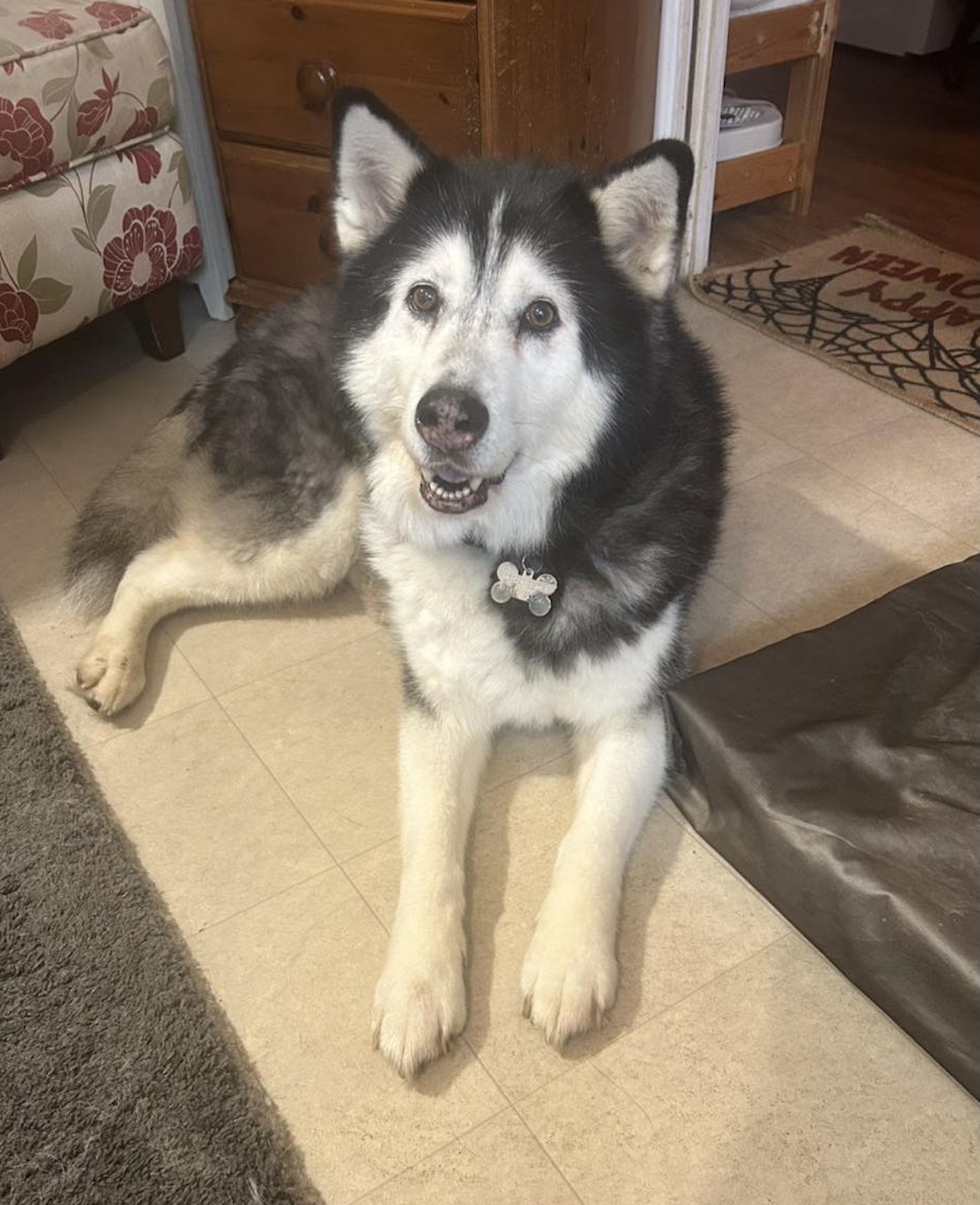 Image of Elsa, an 11-year old husky. lying on the carpet. Looking for foster or forever home through Leash of Life.