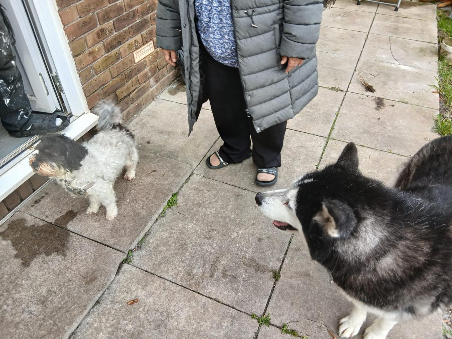 Image of Elsa, an 11-year old husky. with friends. Looking for foster or forever home through Leash of Life.