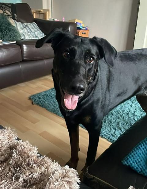 Image of Lily, a 5 year old German Shepherd mix Doberman, in the sitting room. Looking for her forever home through Leash of Life.