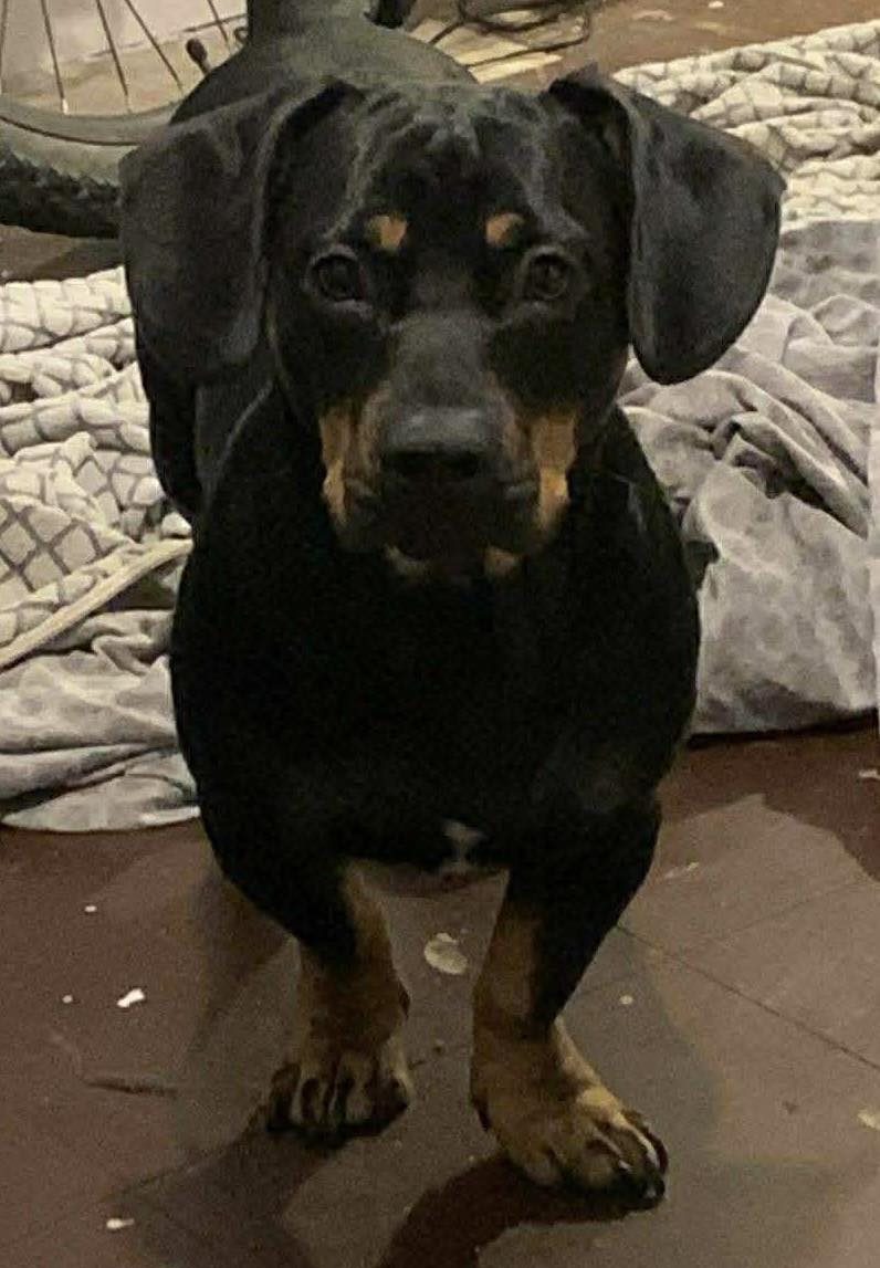 Image of Rollo, a 16 month old Daxie x FBT facing camera. Looking for foster or forever home through Leash of Life.