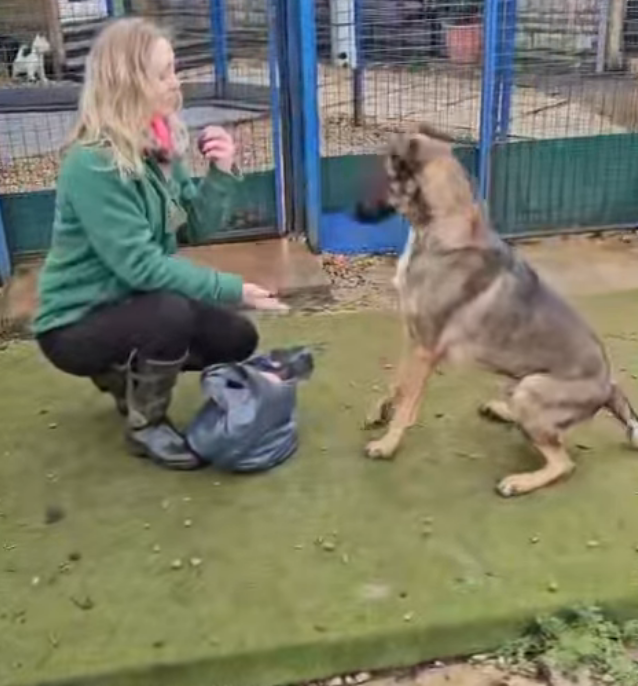 Image of Scooby, a 2 year-old Belgium Shepherd possibly mixed with GSD dog, at the kennel. Looking for his forever home through Leash of Life.