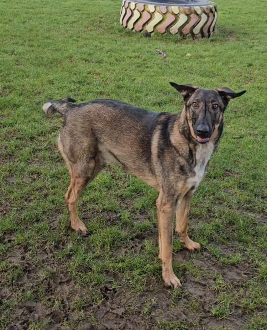 Image of Scooby, a 2 year-old Belgium Shepherd possibly mixed with GSD dog. Looking for his forever home through Leash of Life.