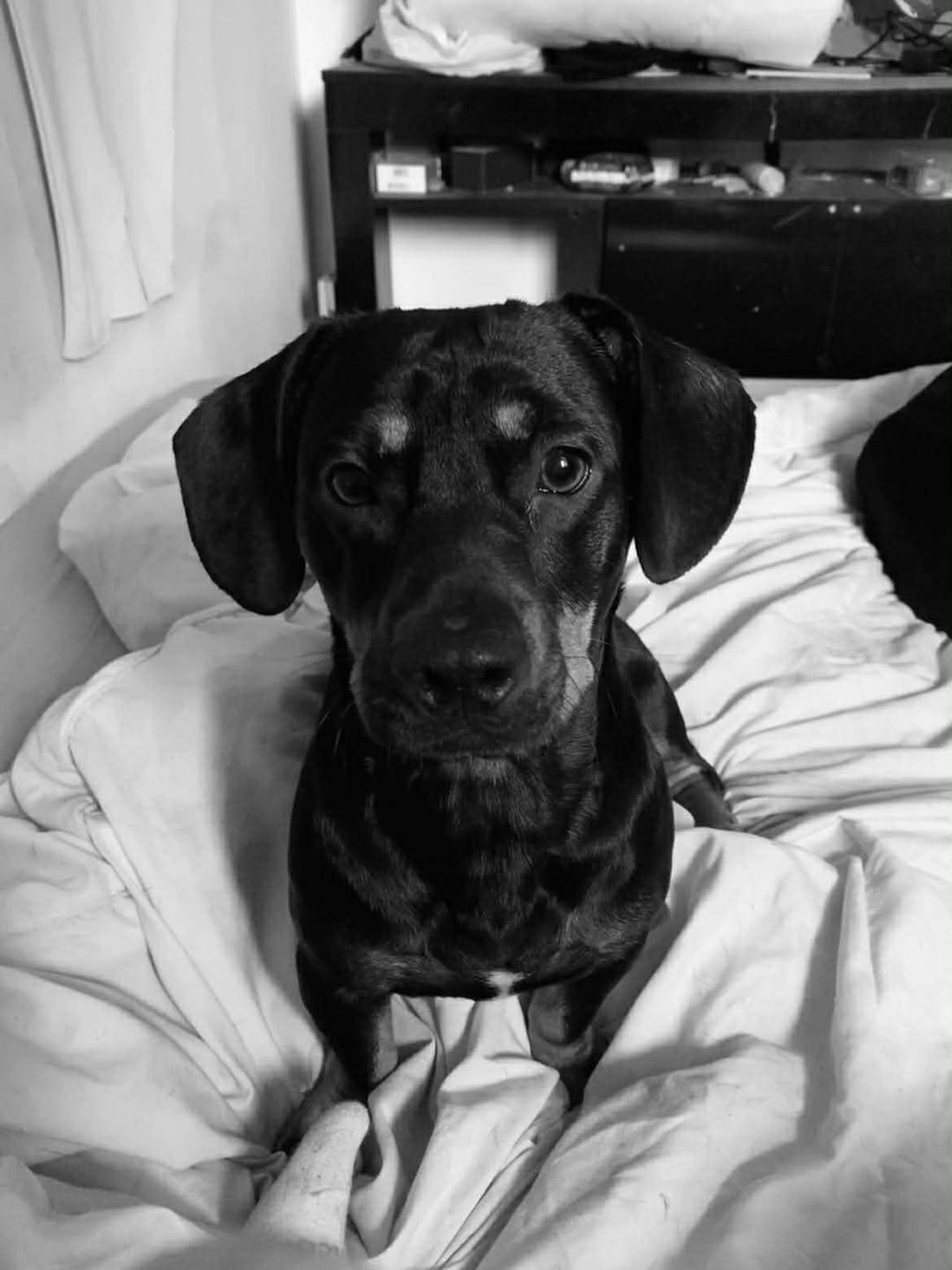 Rollo in the bed Image of Rollo, a 16 month old Daxie x FBT, on the bed. Looking for foster or forever home through Leash of Life.