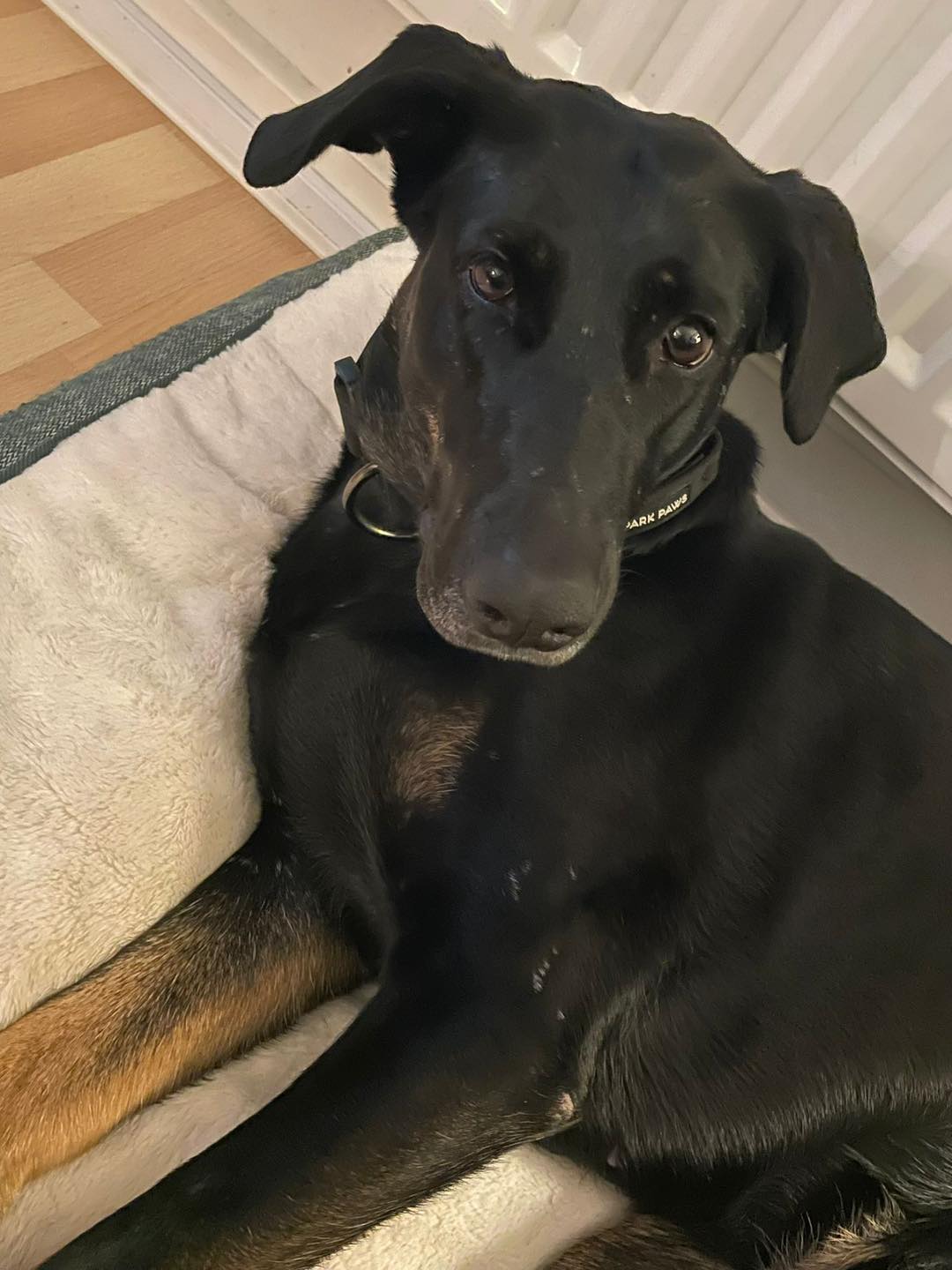 Lily, a 5 years old female Dobermann available for adoption from Leash of Life in Wiltshire