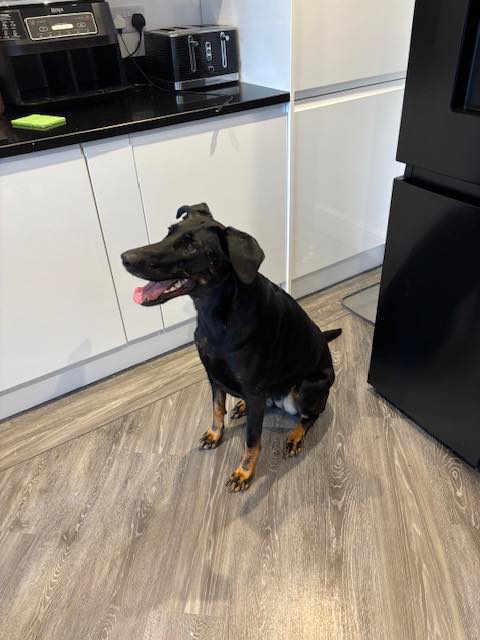 Dog Lily in the kitchen Image of Lily, a 5 year old German Shepherd mix Doberman, in the kitchen. Looking for her forever home through Leash of Life.