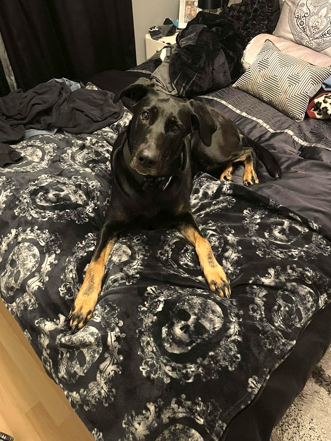 Dog Lily on a large dog bed Image of Lily, a 5 year old German Shepherd mix Doberman, on a large dog bed. Looking for her forever home through Leash of Life.