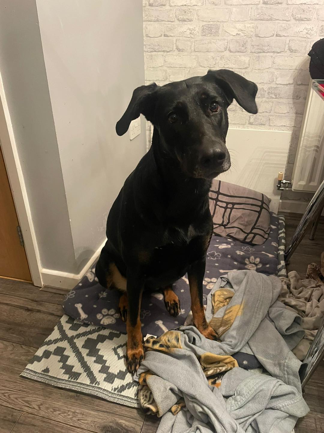 Dog Lily sitting on her bed Image of Lily, a 5 year old German Shepherd mix Doberman, sitting on her bed. Looking for her forever home through Leash of Life.