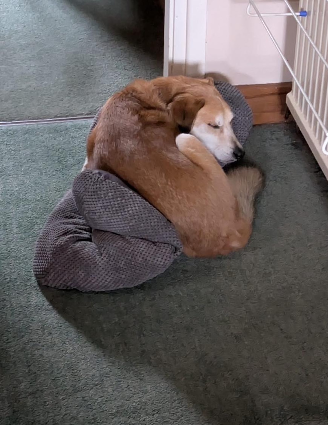 Albie dog curled up on his bed Image of Albie, a 9 year old mix breed dog, curled up on his bed. Looking for his forever home through Leash of Life.