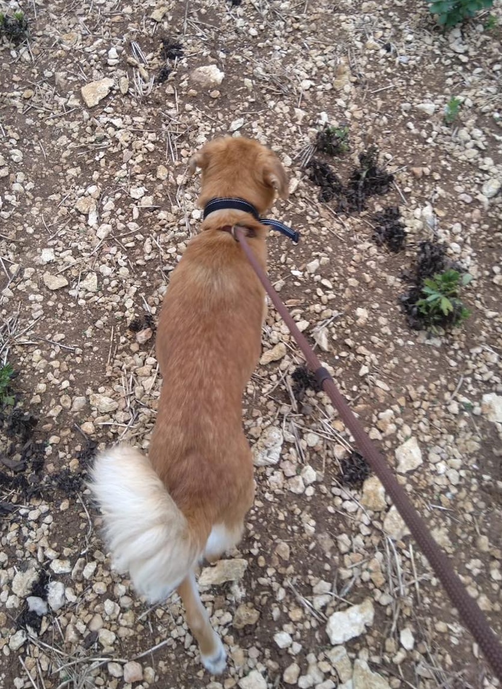 Albie dog going for a walk Image of Albie, a 9 year old mix breed dog, on a walk. Looking for his forever home through Leash of Life.