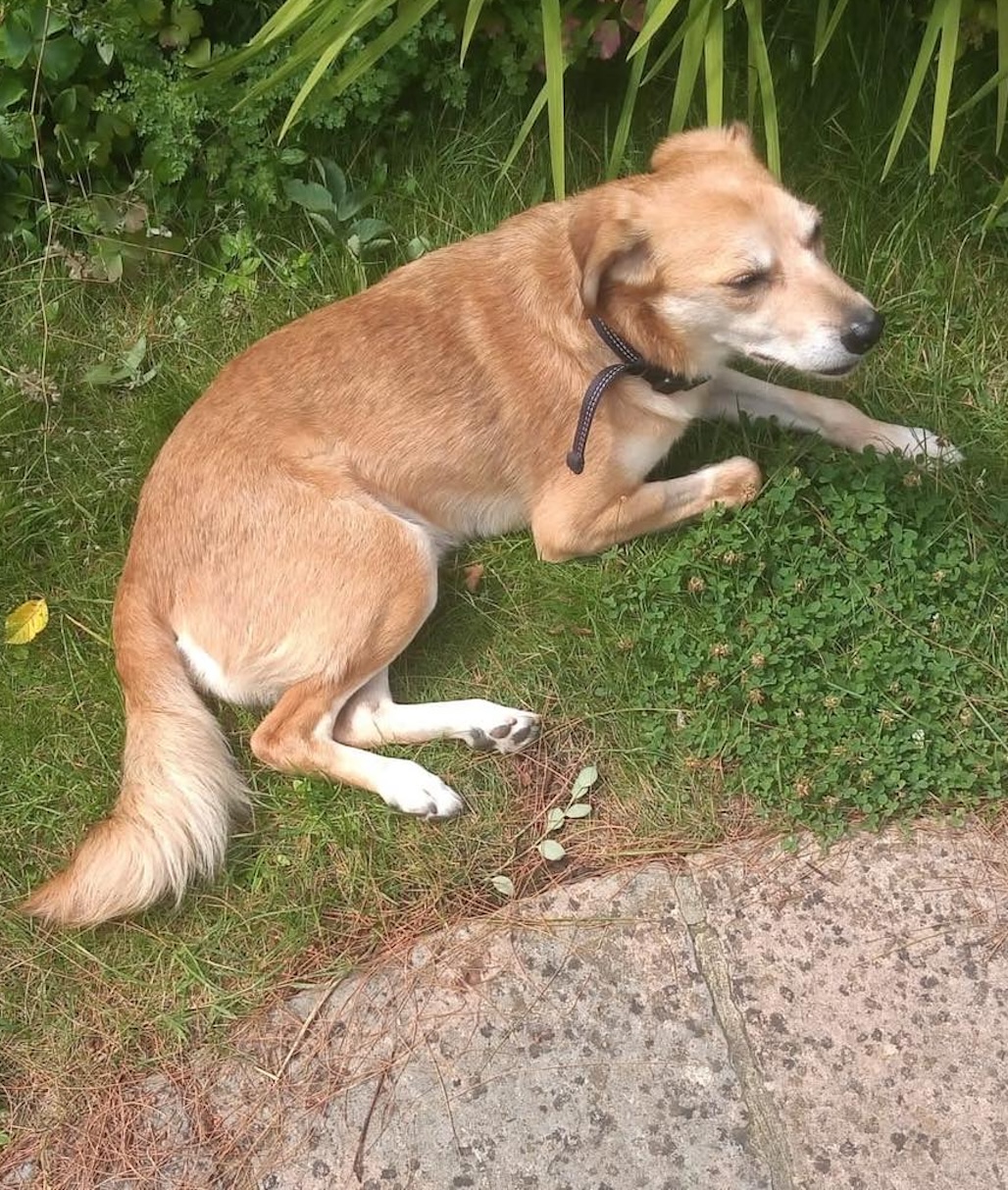 Albie dog in the garden Image of Albie, a 9 year old mix breed dog, lying on the grass. Looking for his forever home through Leash of Life.
