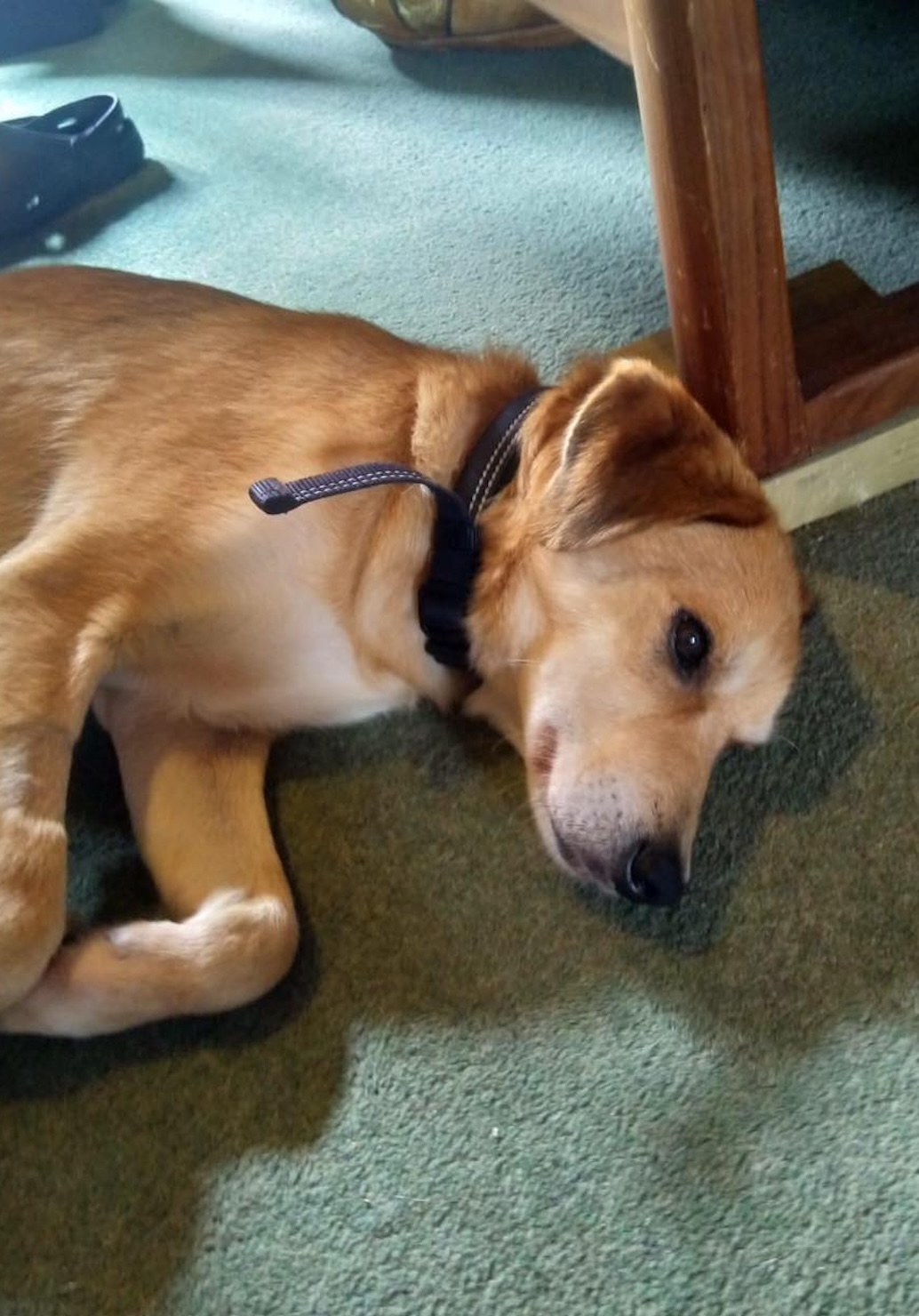 Albie (2), a 9 years old male Crossbreed available for adoption from Leash of Life in Wiltshire