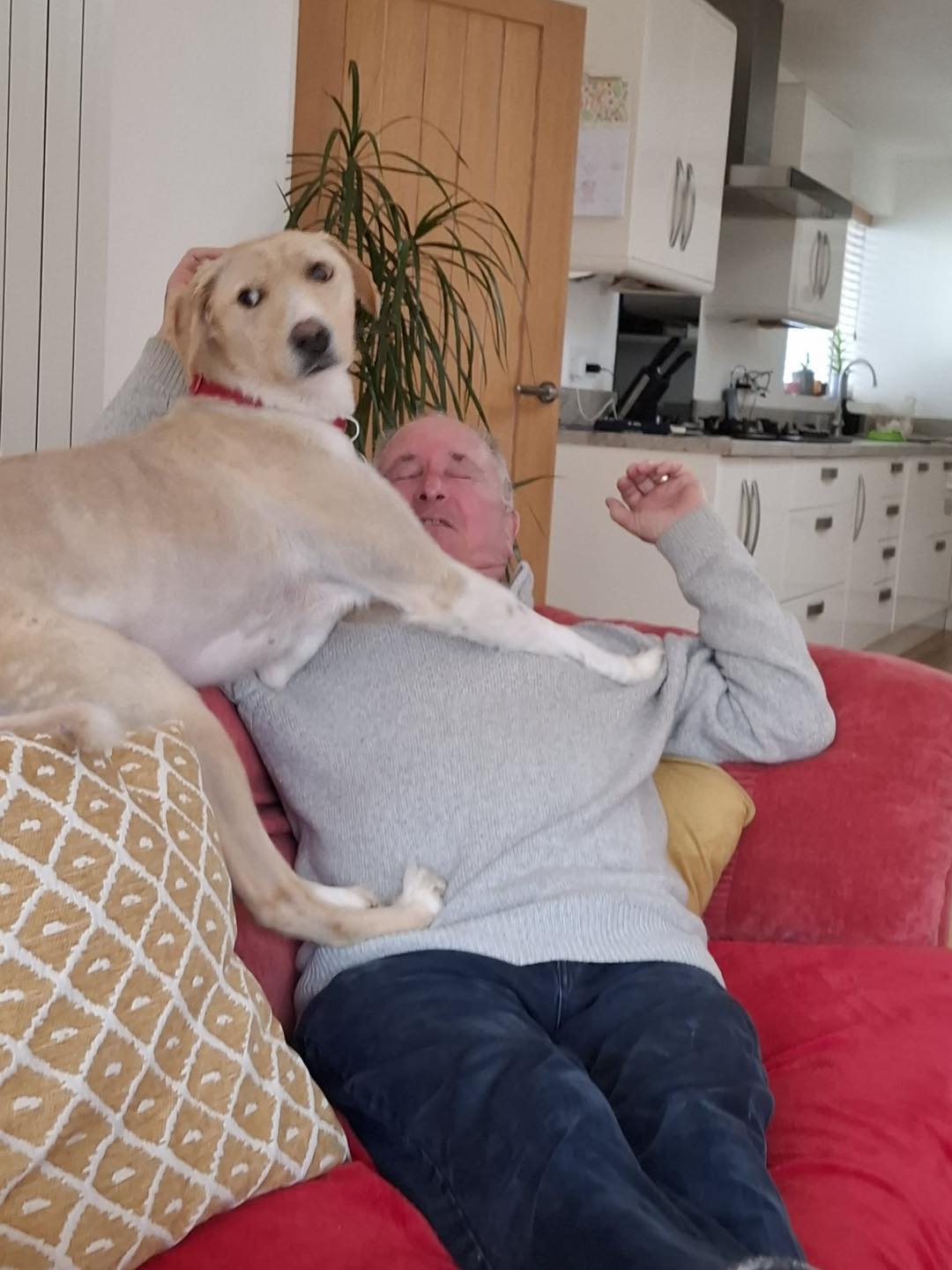 Dog Otis getting up close Image of around 2-year-old dog Otis, getting up close. Looking for his forever home through Leash of Life.