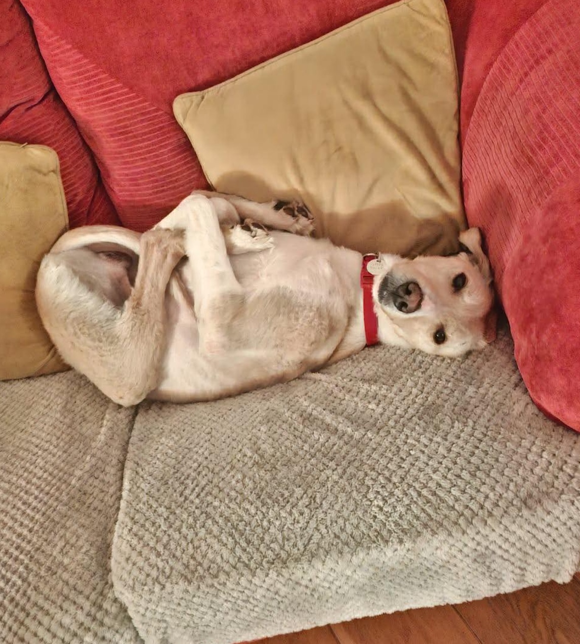 dog Otis lying on the sofa Image of around 2-year-old dog Otis, lying on the sofa. Looking for his forever home through Leash of Life.