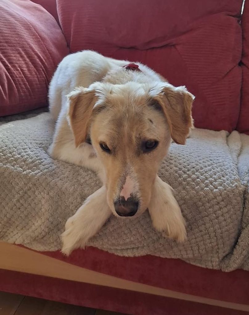 Image of around 2-year-old Otis, sitting on the sofa. Looking for his forever home through Leash of Life.