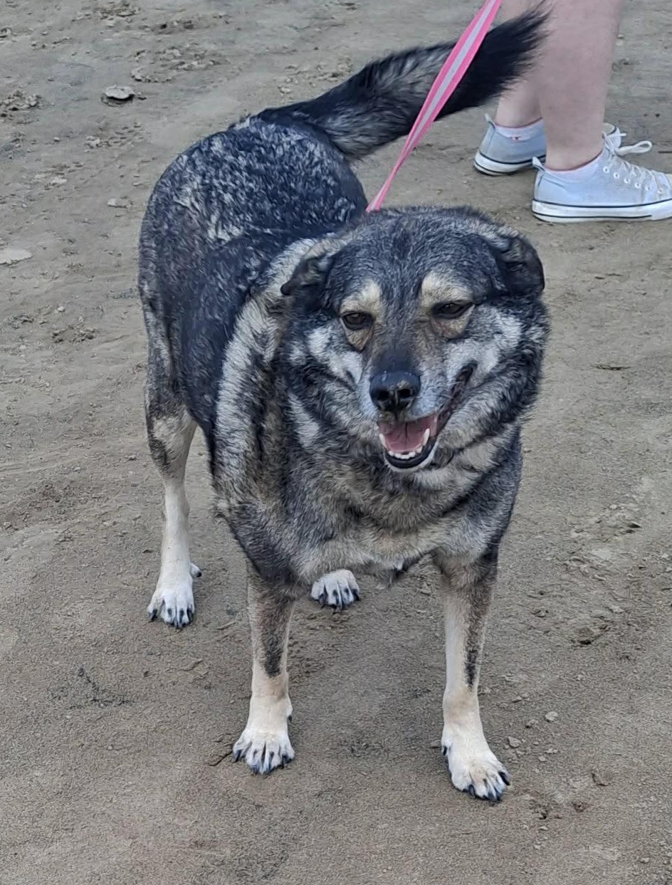 Dog Bella having a walk. Image of 10-year-old dog Bella, having a walk. Looking for her forever home through Leash of Life.