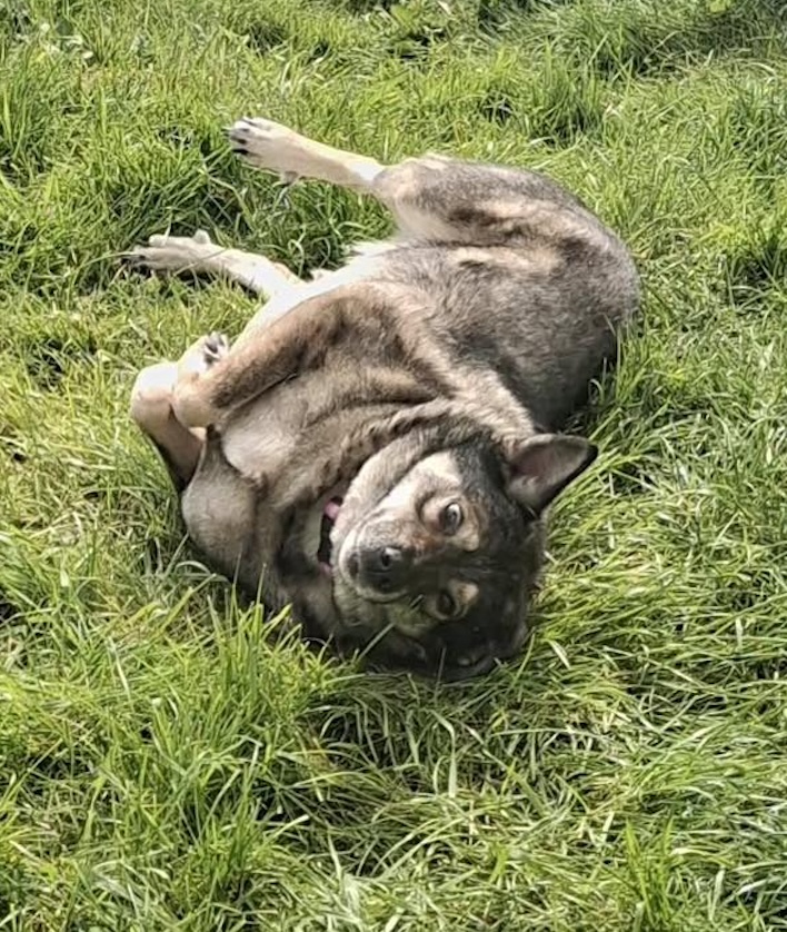 Dog Bella rolling in the grass Image of 10-year-old dog Bella, rolling in the grass. Looking for her forever home through Leash of Life.
