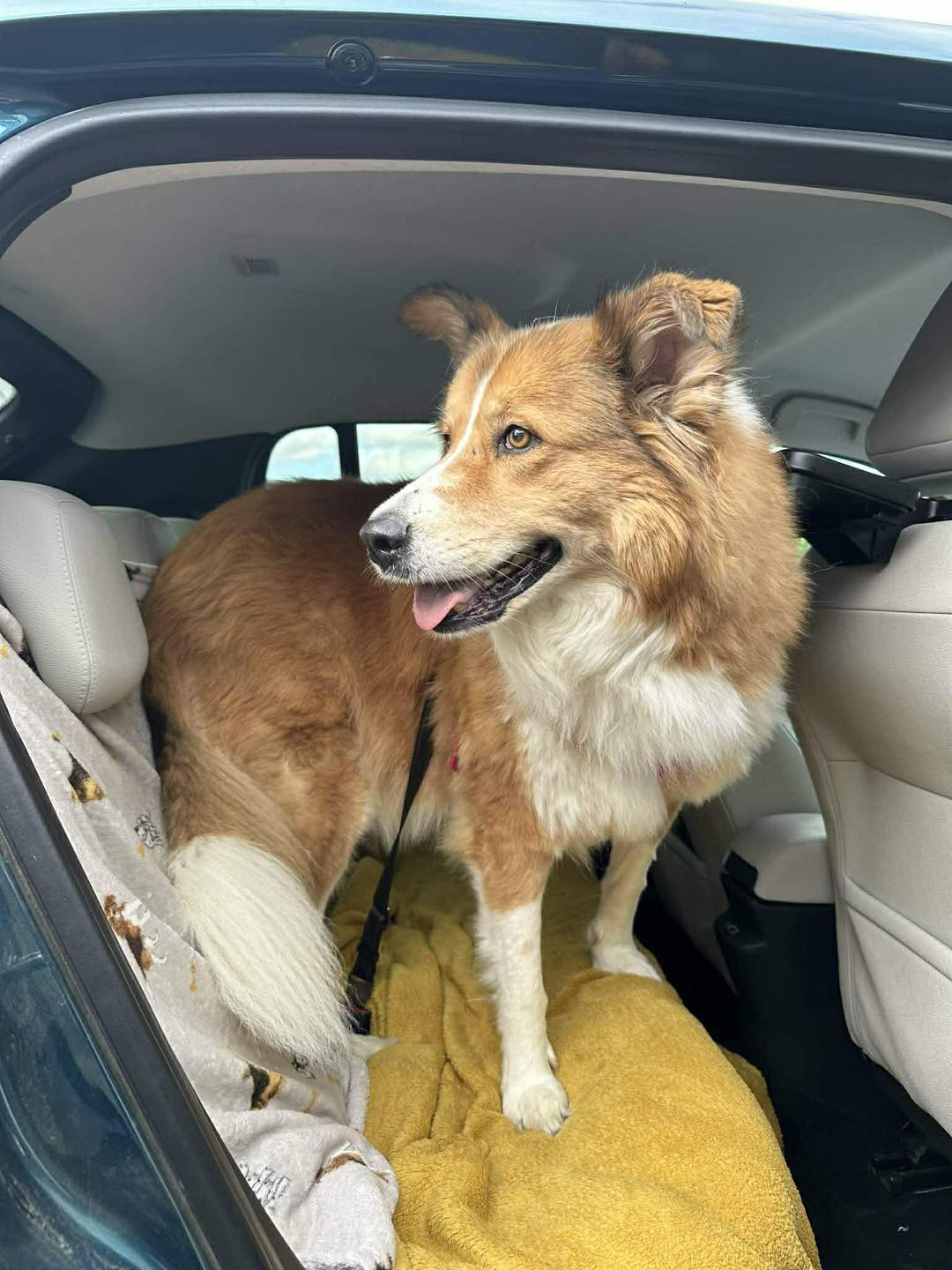 Foxy in the back of the car Image of 8-year-old dog Foxy, in the back of the car. Looking for her forever home through Leash of Life.