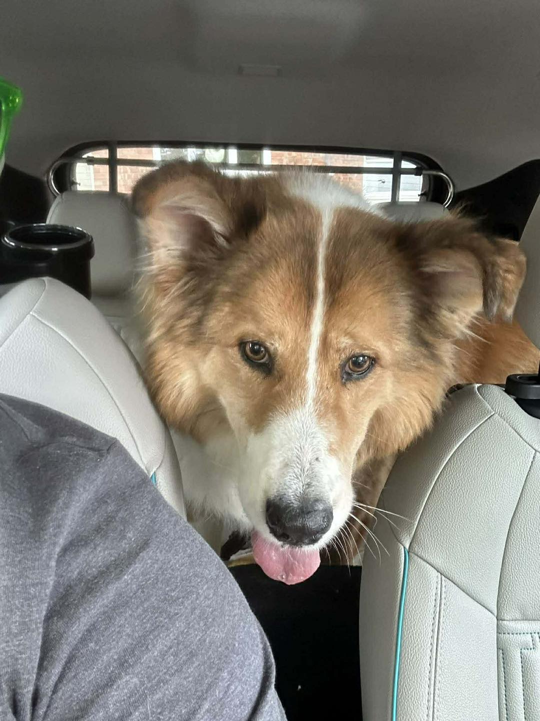 Dog Foxy in the car Image of 8-year-old dog Foxy, in the car. Looking for her forever home through Leash of Life.