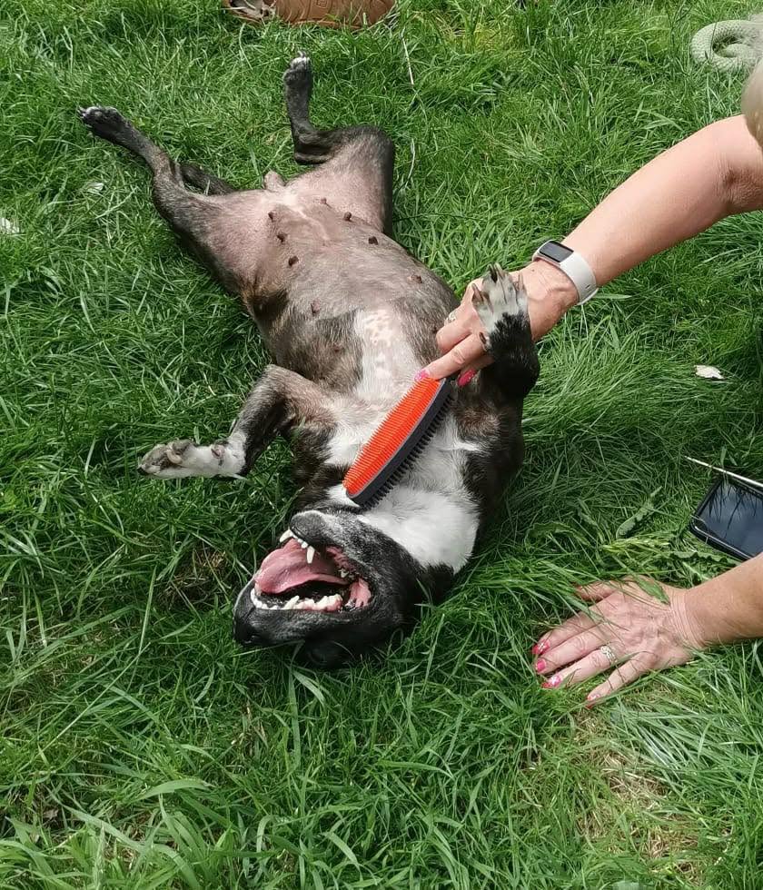 Dog Buffy being groomed Image of dog Buffy, a 10-year-old Staffie, being groomed. Looking for her forever home through Leash of Life.
