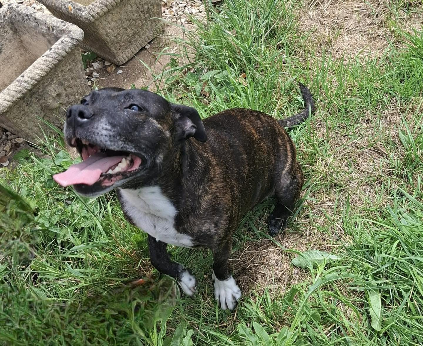 Dog Buffy Image of dog Buffy, a 10-year-old Staffie. Looking for her forever home through Leash of Life.