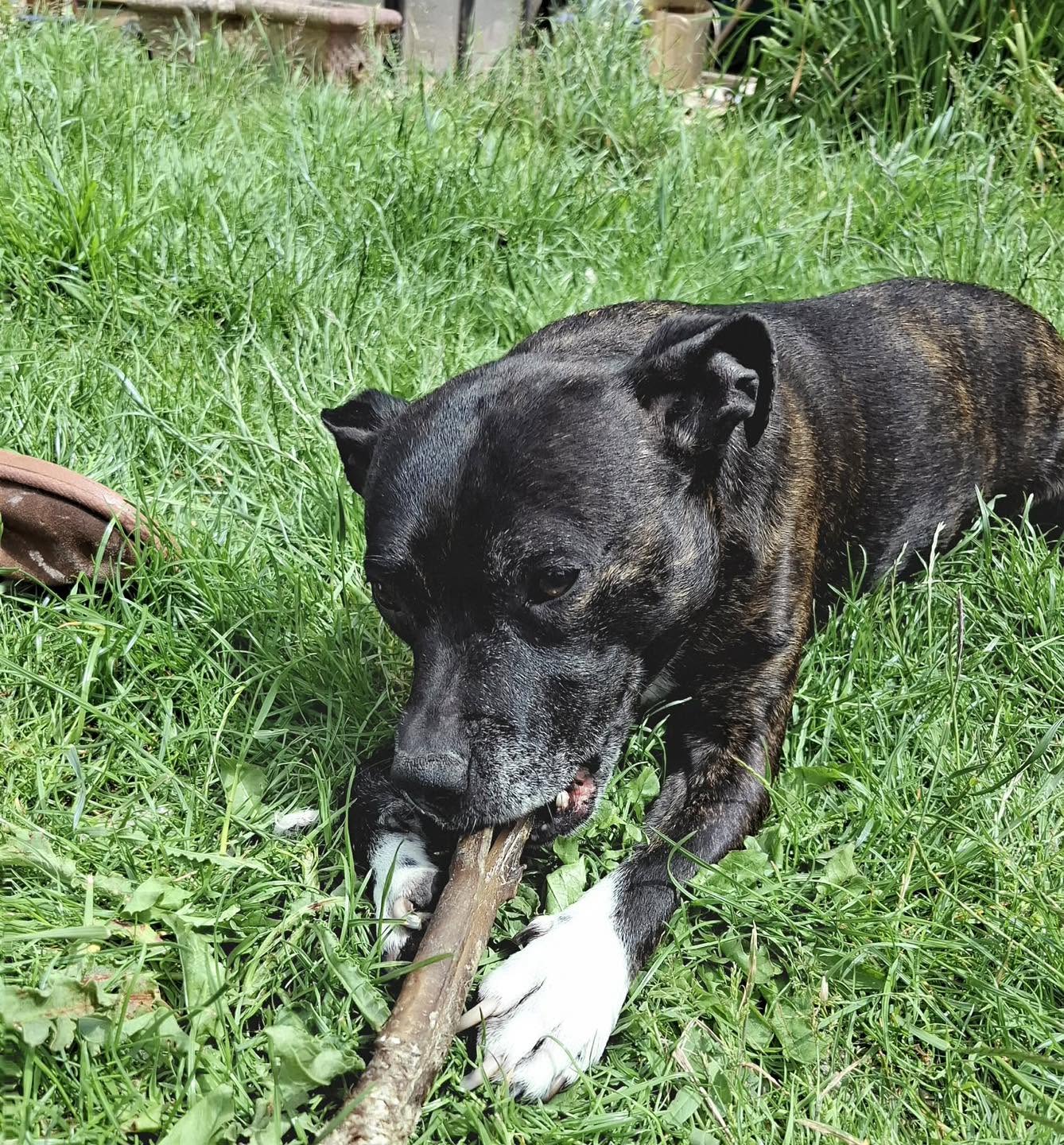 Dog Buffy with stick Image of dog Buffy, a1 0-year-old Staffie, with a stick. Looking for her forever home through Leash of Life.