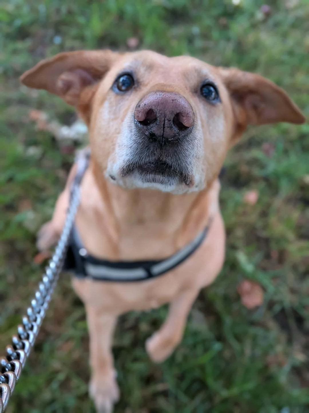 Image of 6-year old dog Lab X Enya close up. Looking for her forever home through Leash of Life.
