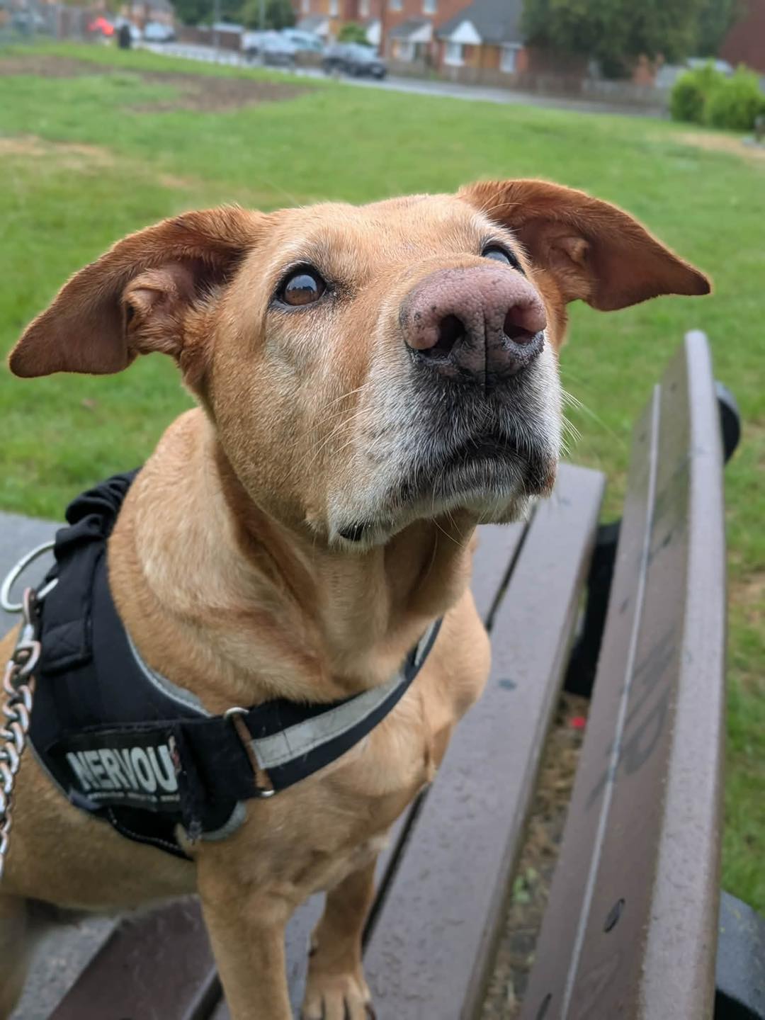 Image of 6-year old dog Lab X Enya hoping for a treat. Looking for her forever home through Leash of Life.